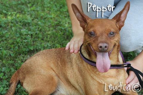 Pepper